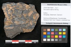 Foto (Objekt + Etikett) von Neuropteris alpinia Sternbg. (NHMW-GEO-2024-0188-10664)